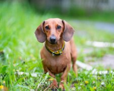 Dackel ist Vegetarier: warum der Hund sich weigerte, zu fressen