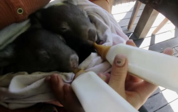 Wombat. Quelle: Youtube Screenshot