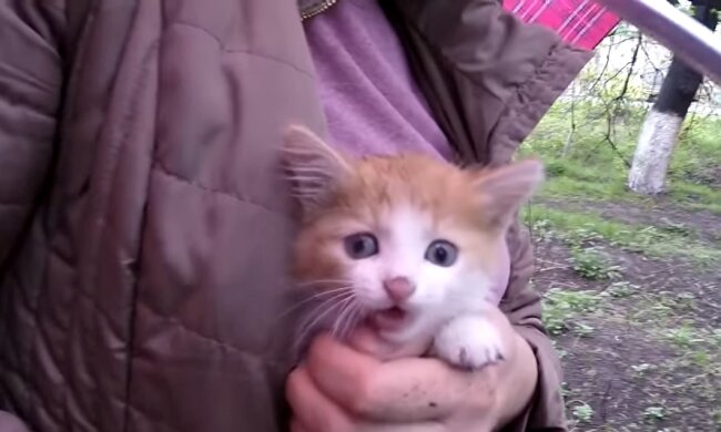 Kätzchen. Quelle: Youtube Screenshot