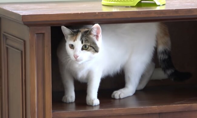 Eine Katze zu Hause. Quelle: Screenshot YouTube