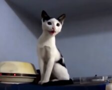 Die Katze. Quelle: Screenshot YouTube