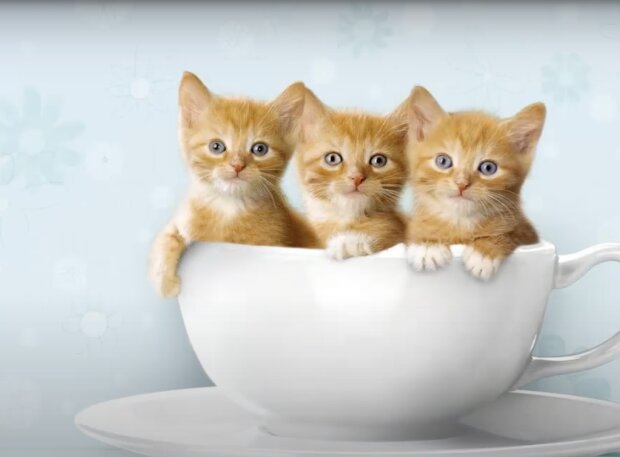 Drei Kätzchen. Quelle: Screenshot YouTube