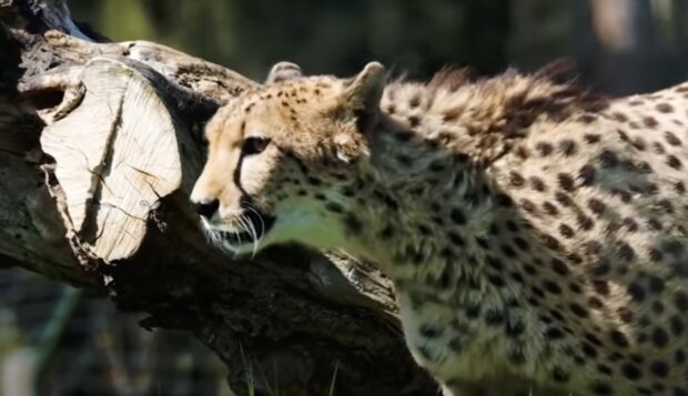 Gepard. Quelle: Screenshot YouTube