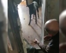 Hund in Bucha. Quelle: Screenshot YouTube