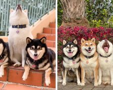 Der Besitzer von 4 Hunden teilt Bilder seiner Haustiere, von denen einer immer das Foto verdirbt