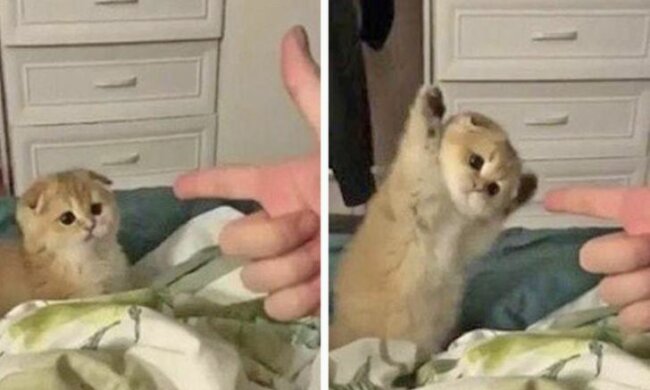 Katzen, in denen der Jagdinstinkt plötzlich aufwachte, aber die vergaßen, was sie damit machen mussen