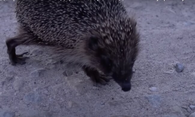 Igel. Quelle: Screenshot YouTube