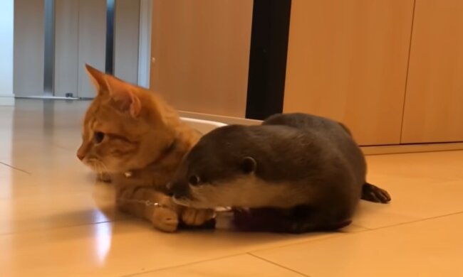 Mochi und Sakura. Quelle: YouTube Screenshot