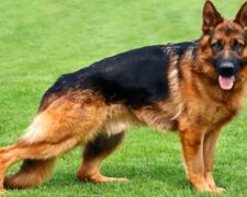 Der Schäferhund. Quelle: Screenshot YouTube