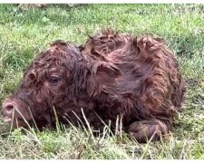 Hochlandkalb. Quelle: Video Screenshot