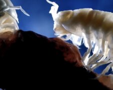 Unbekannte Organismen. Quelle: Screenshot YouTube