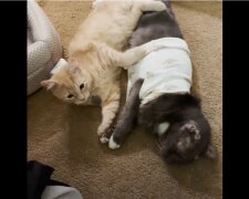Nico und Dewie. Quelle: Screenshot Youtube