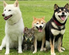 Die Japanerin brachte einen Freund zu ihren drei Hunden, der sehr gut in die Mannschaft passte