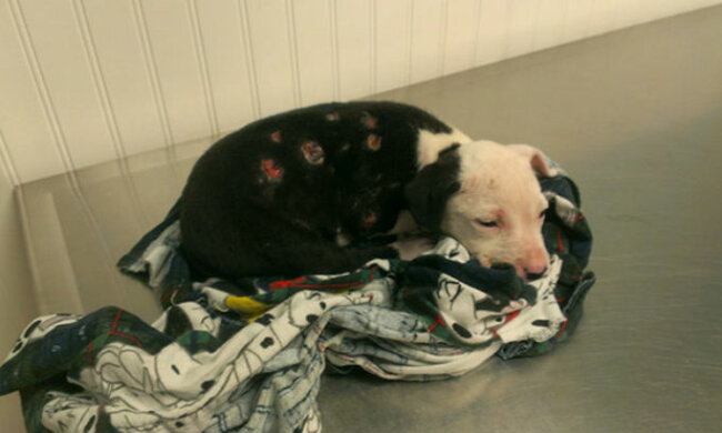 Der Welpe, der das Feuer kaum überlebte, wurde ein Feuerwehrhund