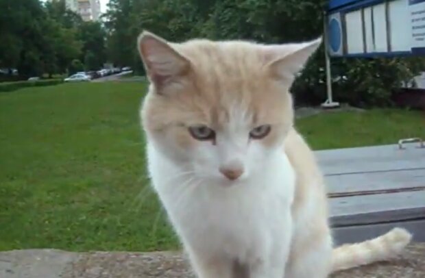 "Die verlassene Katze. Quelle: YouTube Screenshot