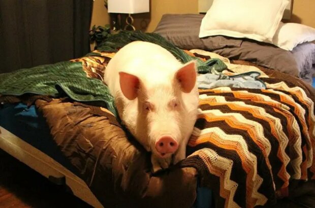Esther: Ein 227 Kilogramm schweres Mini-Schweinchen, das in einem Haus lebt