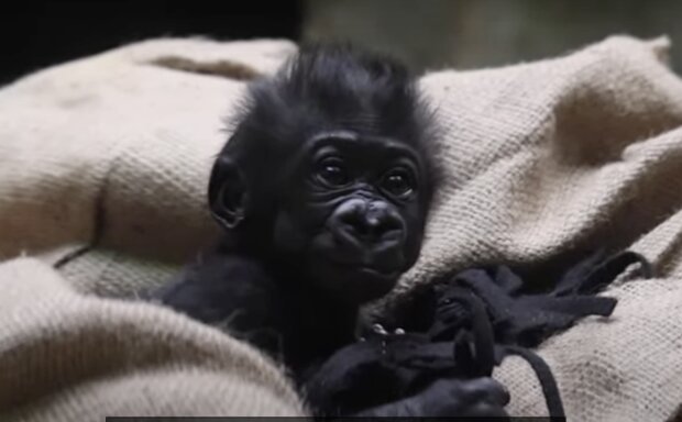 Baby Gorilla. Quelle: Screenshot YouTube