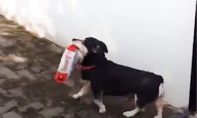 Hund Pituco. Quelle: Screenshot Youtube