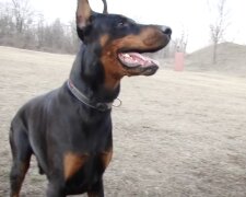 Dobermann. Quelle: Screenshot YouTube