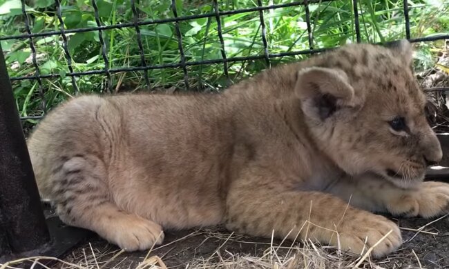 Lambert. Quelle: YouTube Screenshot