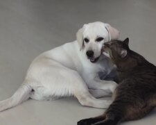 Ein obdachloses Kätzchen zitterte vor Angst, aber ein großer Labrador übernahm die Fürsorge für den Kleinen