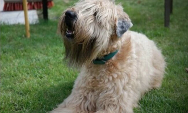 Nachdem sie ihre Mutter verloren hatte, war eine junge Frau sicher, dass auch ihr Hund verschwunden war, aber nach einer Weile fand sie ihn