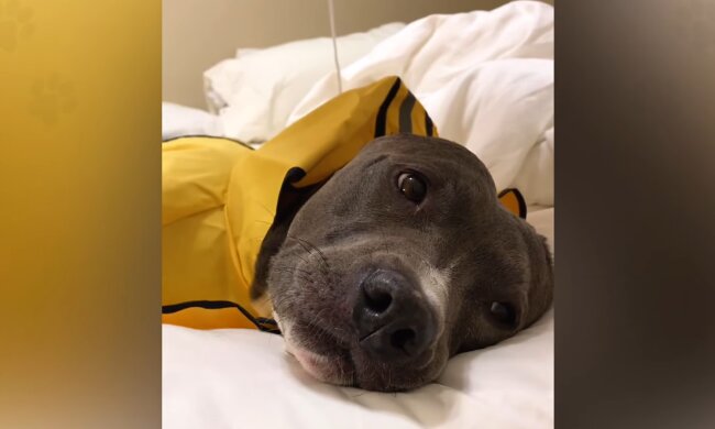 "Meine Freundin oder mein Pitbull"? Quelle: Youtube Screenshot