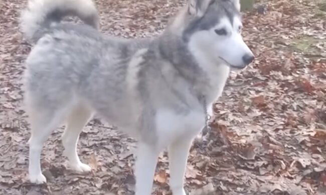 Hund. Quelle: Screenshot YouTube