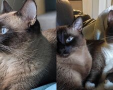 Süße Katzen. Quelle: Screenshot