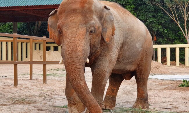 Der einsamste Elefant der Welt hat sich zum ersten Mal seit Jahren verliebt