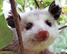 Opossum. Quelle: www. storyfox.сom