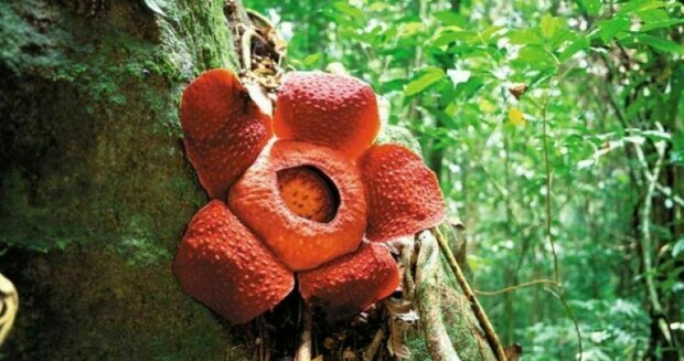 Die Rafflesia Arnoldi Blume. Quelle: tourister