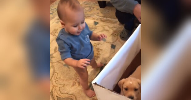 Ein Kleinkind öffnet ein Geburtstagsgeschenk mit einem Hundewelpen: Seine Reaktion bringt das Herz zum Schmelzen