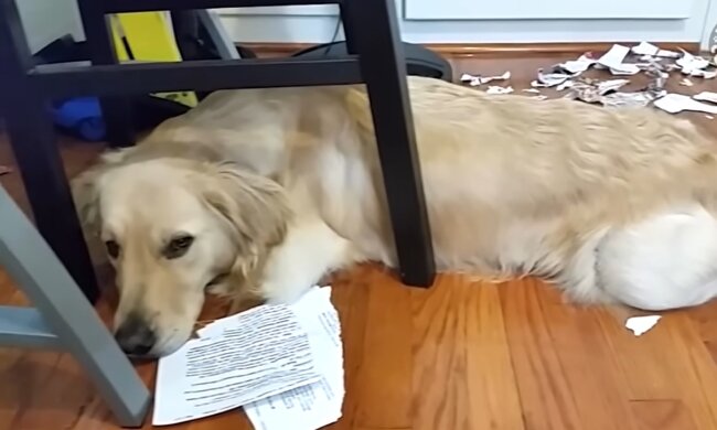 Nachbars Hund hat die Wohnung verwüstet (Symbolbild). Quelle: Youtube Screenshot