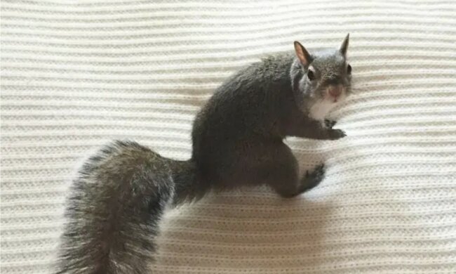 Das Eichhörnchen, während des Hurrikans gerettet wurde, wurde das hübscheste Familienmitglied