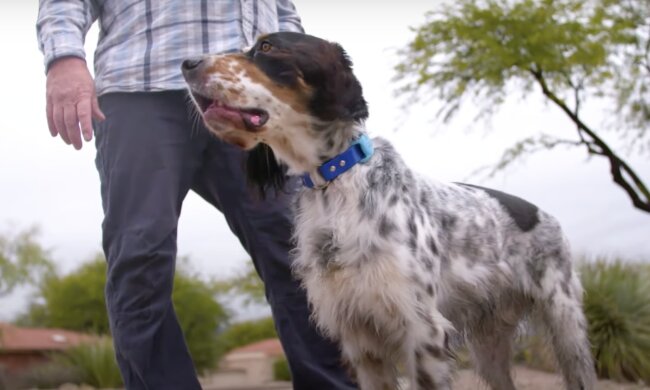 Hund. Quelle: Screenshot YouTube