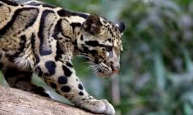 Taiwanischer Nebelparder. Quelle: Screenshot Youtube