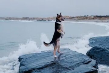 "Denkt, er sei ein Mensch": Ein achtjähriger Hund liebt es, auf zwei Pfoten zu gehen