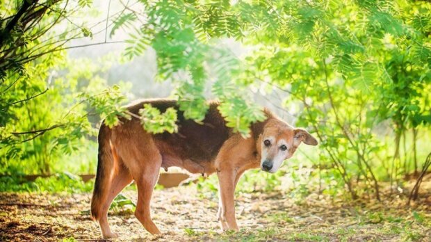 Lebenswunsch: wie der Hund Kelly ohne  Ohr lebt