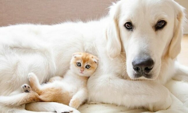 Als die Besitzer ein Kätzchen bekamen, dachten sie nicht, dass der Labrador sein bester Freund sein würde