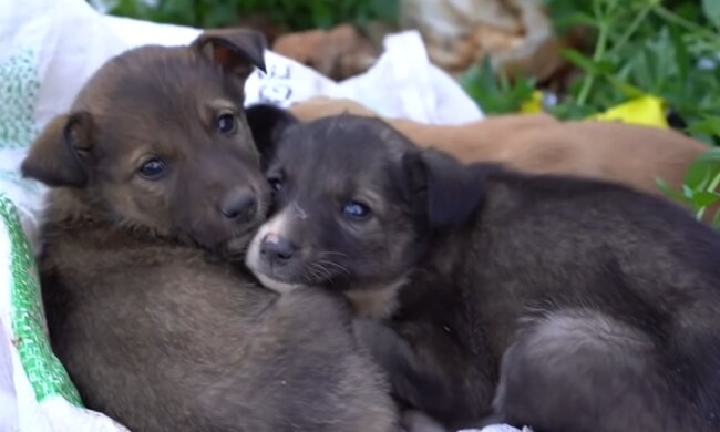 Kayla und ihre Hunde. Quelle: YouTube Screenshot