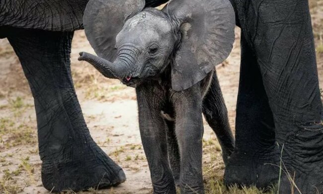 Das kleine Elefäntchen war müde vom Gehen und machte eine Szene