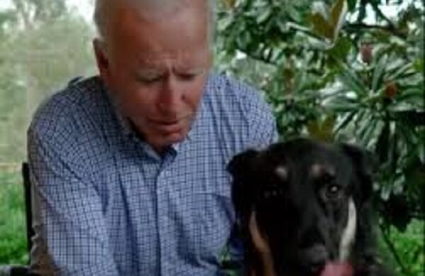 Joe Bidens Hund wird das erste Tier im Weißen Haus sein
