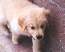 Der elfjährige Junge riskierte sein Leben, um einen Hund zu retten