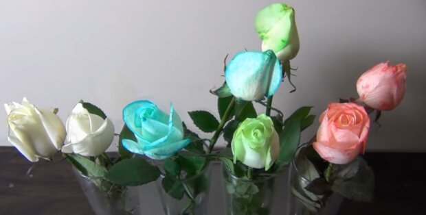 Blumen-Workshop: Wie man weiße Rosen in allen Farben des Regenbogens färben kann