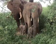 Elefantfamilie. Quelle: Screenshot YouTube