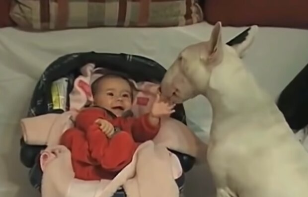 Baby und Hund. Quelle: Screenshot Youtube