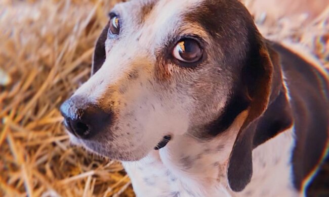 Die bekannte Fotografin zog in den Wald wegen der Liebe zu Hunde