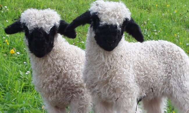 Faszinierende Welt der Tiere. Quelle: Screenshot YouTube