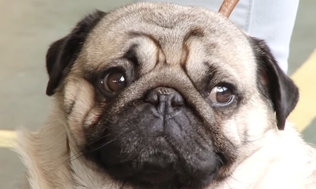 Hund. Quelle: Screenshot YouTube